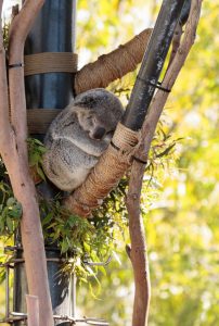 Sieste-neuronale